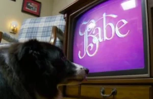 Jake - pies który uwielbia oglądać filmy, jeden szczególnie ;)