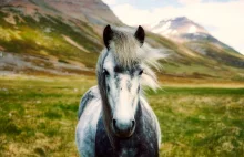 Sprzęt do pielęgnacji konia - Blog jeździecki