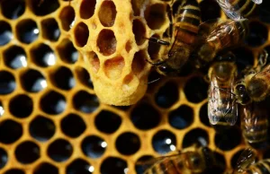 Propolis, pierzga, pyłek kwiatowy - produkty pszczele dla zdrowia -...