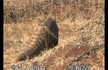 Pangolin, zwierzę w pełnej zbroi. Nie straszny mu nawet lew.