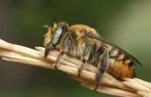 Jak śpią pszczoły