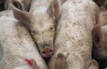 USA wstrzymuje import wieprzowiny z Polski. Możliwe milionowe straty