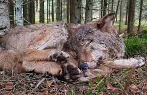 Kolejne roztoczańskie wilki zastrzelone z broni palnej. To krewni Kosego