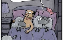 Historia o stadzie owiec