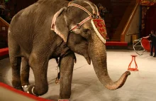Wódka uratowała "polskie" słonie w Rosji [ru]