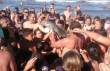 Turyści zabili delfina, bo robili sobie z nim selfie, czyli głupota ludzka...
