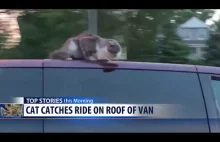 Kot jedzie na dachu samochodu ( ͡° ͜ʖ ͡°)