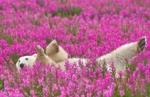 Niedźwiedź polarny bawi się wśród różowych kwiatów.
