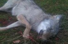 Wilk odstrzelony w Puszczy Noteckiej
