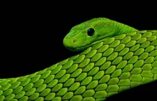 Najbardziej kolorowe węże świata