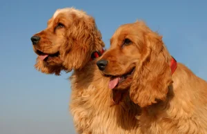 Angielski cocker spaniel