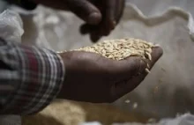 Bez 245 mln USD Etiopia będzie umierać z głodu