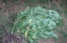 W lesie rosły ponad dwumetrowe krzaki marihuany i nikt ich nie zauważył