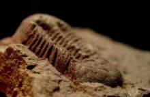 Odkryli najstarszą skamielinę na Ziemi. Ma miliardy lat - Świat
