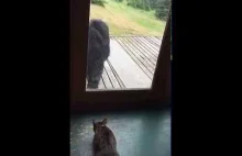 kot przestraszony niedźwiedź