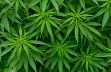 Marihuana legalna w Polsce?