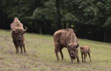 Ekolodzy oskarżyli park o zabicie Żubrów. Ten pokazuje zdjęcia: żyją!