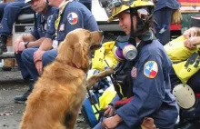 Ostatni żyjący pies-bohater, co ratował ludzi spod gruzów WTC, skończył 16 lat!