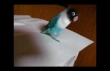 Taneczny popis papugi