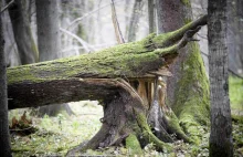 W Puszczy Białowieskiej na masową skalę wycinają drzewa!
