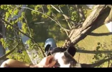 Rowerzysta ściąga dwa małe koty z drzewa