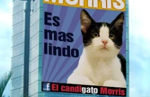 Meksyk: Kot nowym prezydentem miasta Xalapa?