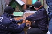 FILM] Pies nie miał dostępu do wody, inny nigdy nie był spuszczany ..