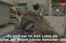 Lubuski żubr zastrzelony w Niemczech. Myśliwy odciął głowę zwierzęciu