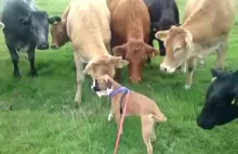 Spotkanie na szczycie psa z krowami