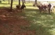krowa vs baran. Kto wygra?