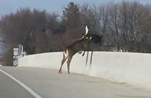 Spanikowane jelenie skaczą z mostu. Uciekały przed myśliwymi