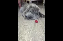 Shar Pei próbuje zjeść mrożoną truskawkę