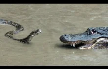 Python atakuje Aligatora