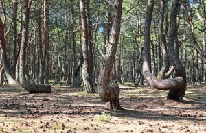 Krzywy Las pod Gryfinem. Jego powstanie ciągle jest zagadką