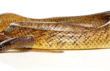 Tajpan pustynny - najbardziej jadowity wąż świata.