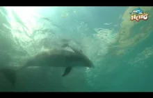 Nagranie z narodzin młodego delfina w Ukraińskim delfinarium