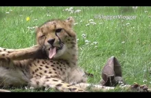 Cheetah Keeps 'Kicking' Itself In The Head