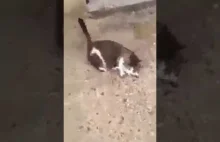 [CSI: Wykop] Koleś kopnął kota