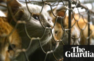 Tajwan pierwszym krajem w Azji jaki całkowicie zakazał jedzenia psów i kotów