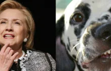 25 zwierzęcych twarzy Hillary Clinton