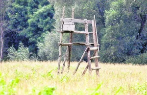 Uwaga na polowania na obrzeżach miast. Myśliwi: Trzeba śpiewać...