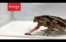 Atak chemiczny żuka na żabę