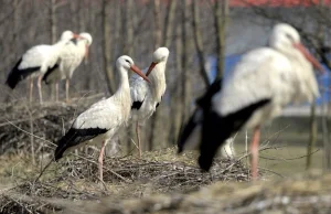 Bocian jest charyzmatycznym gatunkiem. Przynosił szczęście