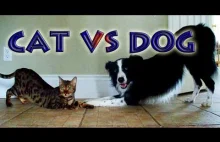 Cat vs Dog: A Trick Contest