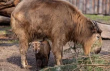 Nowy mieszkaniec wrocławskiego zoo! Złote takiny żyją tylko w 11 ogrodach