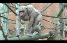 Hairless Chimps In Action
