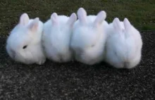 Cztery małe, trzytygodniowe króliczki