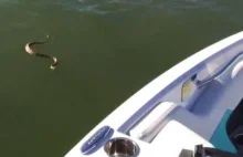 Pływający grzechotnik znajduje sposób jak wejść na łódź