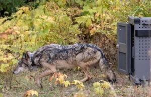 Elitarny oddział kanadyjskich wilków zrzucony na wyspę by mordować łosie.