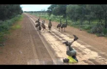Jak złapać dzikie emu?